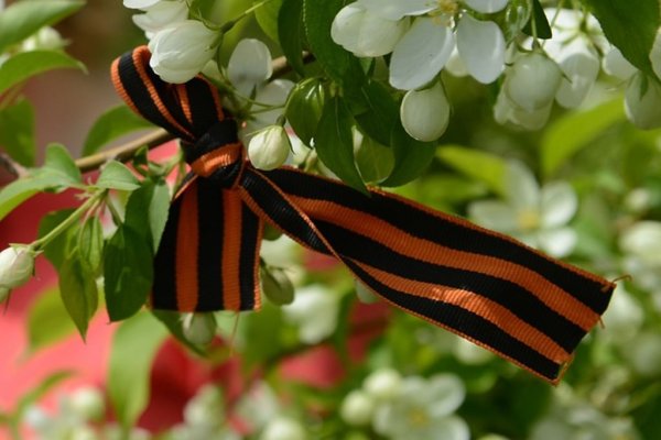 Цветущие яблони Георгиевская лента