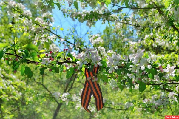 Цветущая ветка на фоне неба