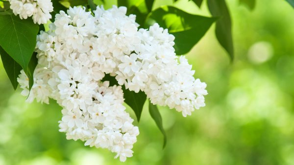 Фон победа 9 мая Весна