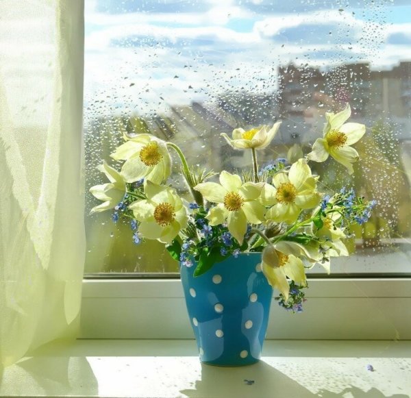 Первоцвет Эдельвейс