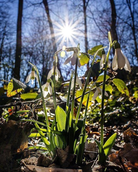 Весеннее настроение