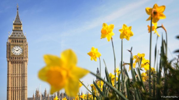 Британия нарциссы