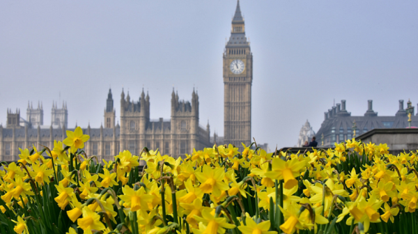Нарциссы в Лондоне