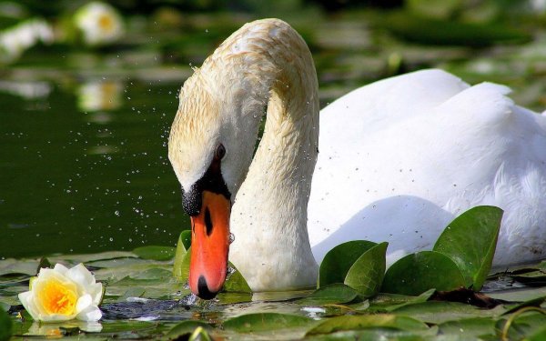 Лебеди и лилии на воде
