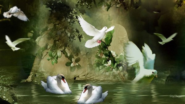 Голубки природа