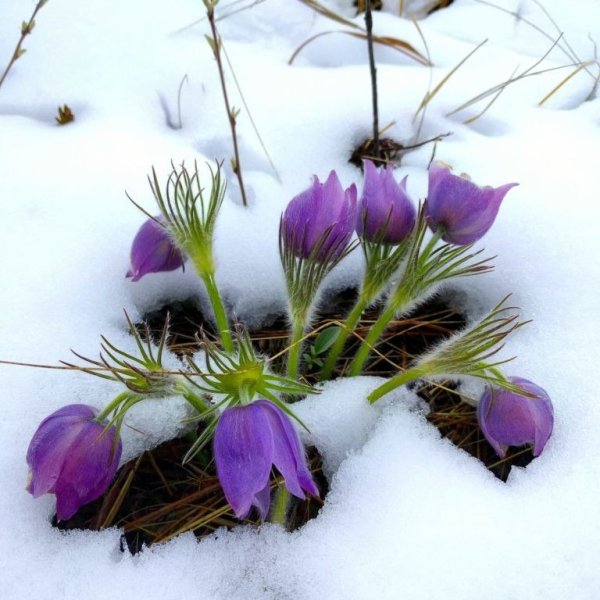 Февраль скоро Весна