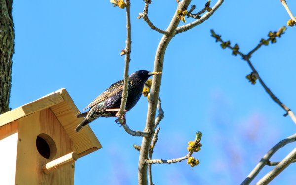 Скворечник для птиц