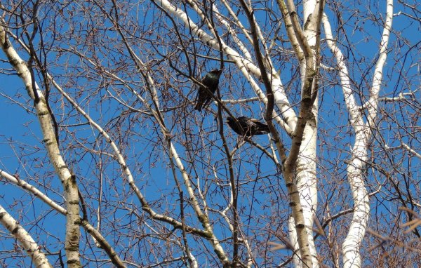 Рисование птицы прилетели