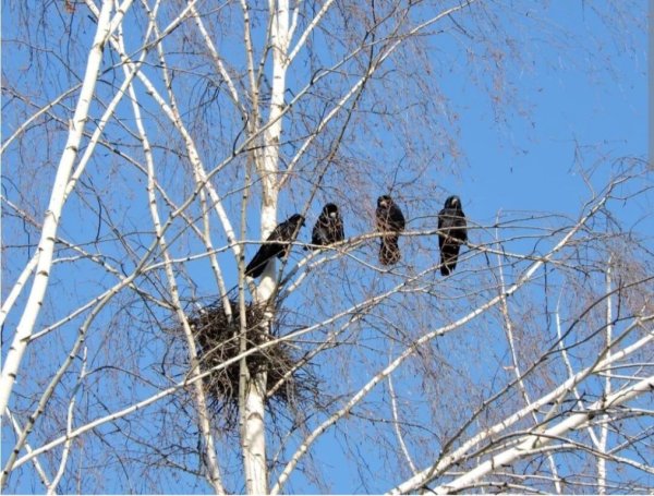 Стихи про птиц весной