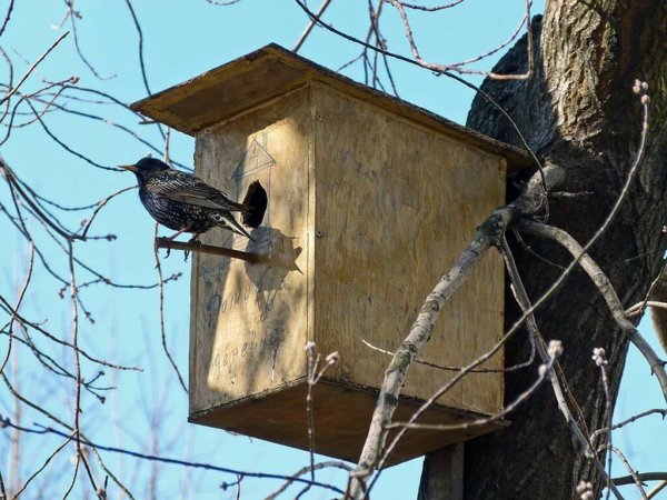 Весенние птицы прилетели