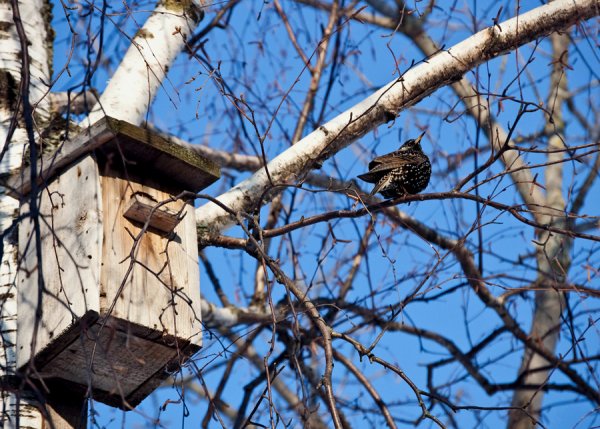 Аркадий Александрович пластов Весна