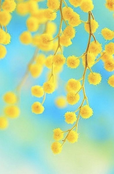 Подснежники в солнечных лучах