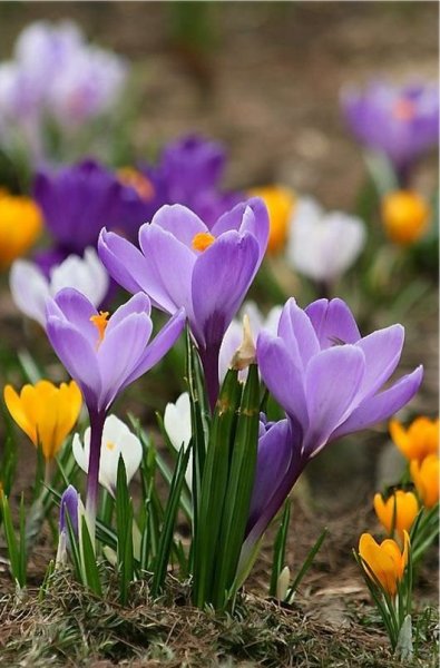 Крокус белый цветок первоцвет