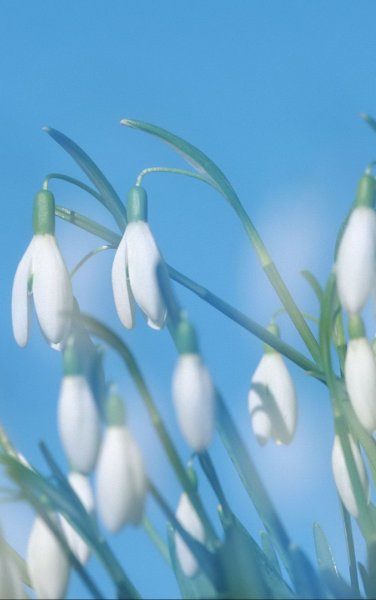 Весенние цветы