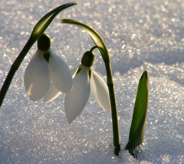 Ранняя Весна