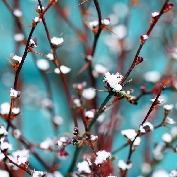 Пролески, подснежники, крокусы