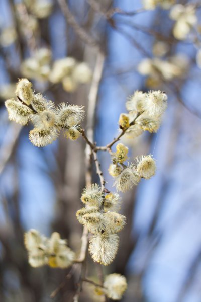 Крокусы и подснежники