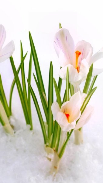 Весна Мимоза