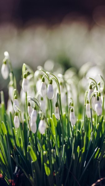 Пролески, подснежники, крокусы