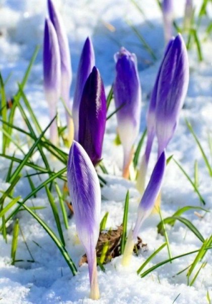 Весенние желтенькие цветочки