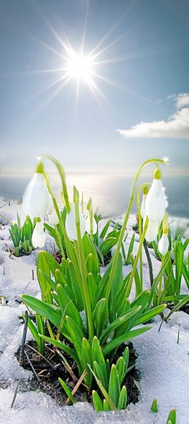 Весенние ручьи