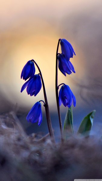 Серая Весна