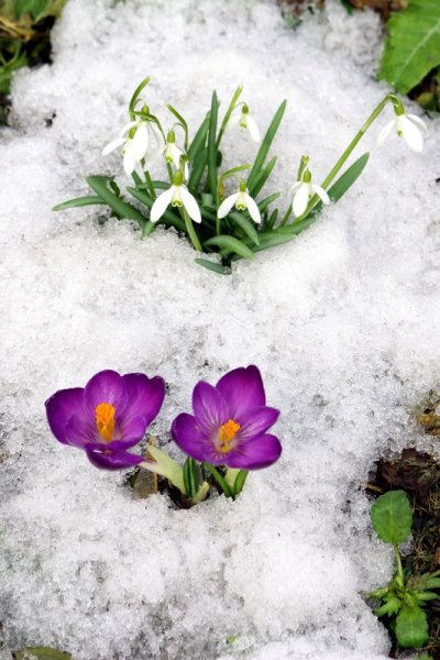 Весенний фон для презентации