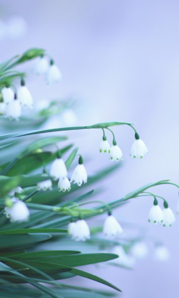 Артем Артяков