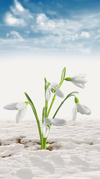 Цветы из под снега