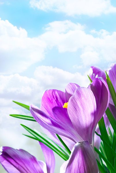 Весенняя ветка