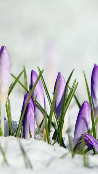 Весна Верба