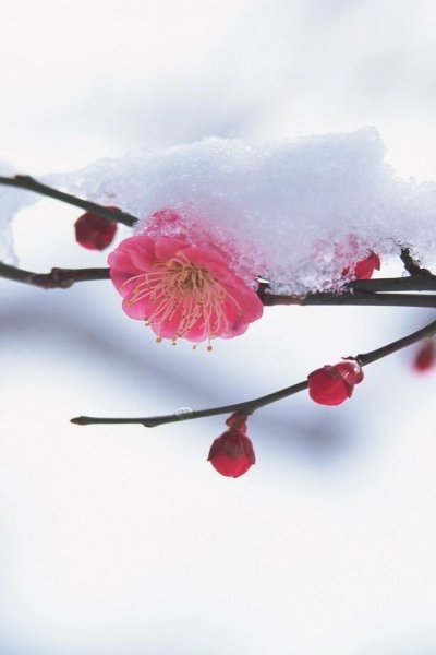 Цветы из под снега