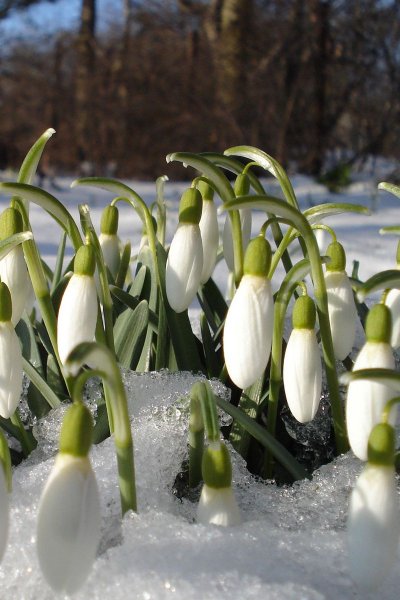 Весна Верба