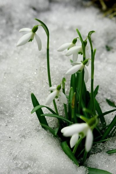 Фон для презентации Весна