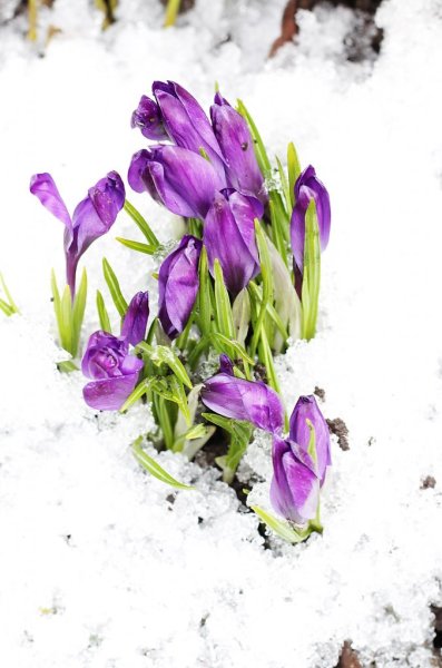 Красивая Весна