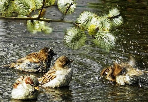 Воробьи купаются в луже