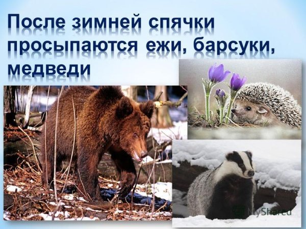 Звери просыпаются весной