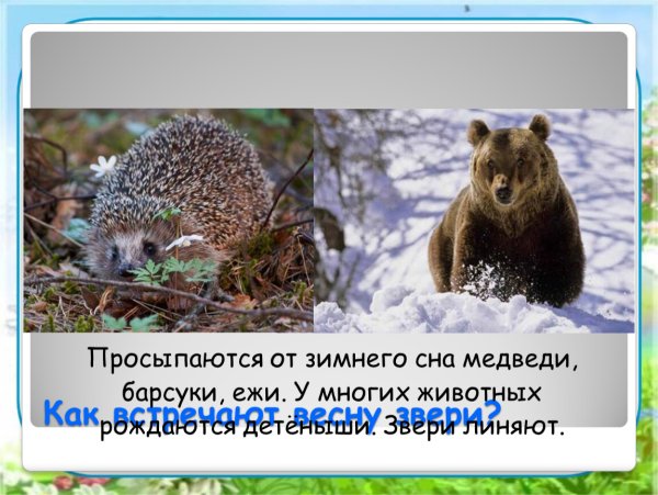 Проснулись звери после зимней спячки