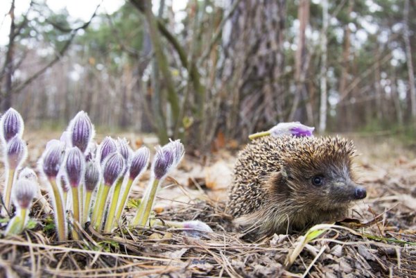 Ежи весной