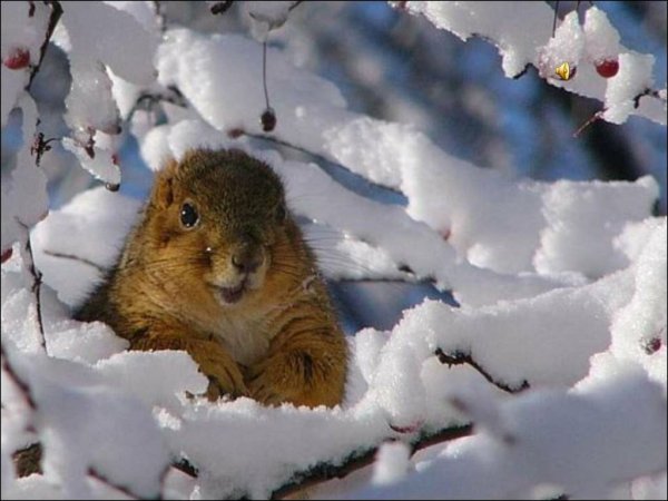 Животные под снегом