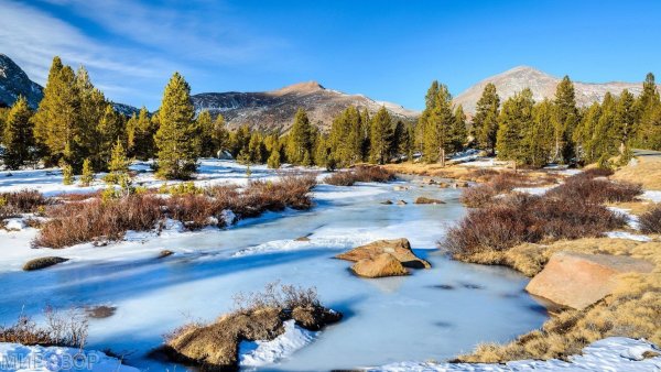 Лесная Поляна природа лес река