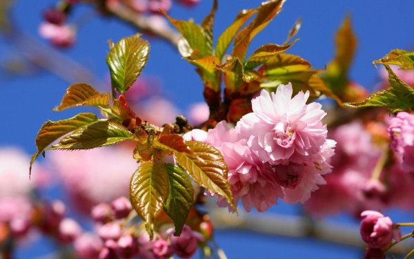 Природа оживает весной