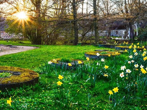 Деревья в снегу