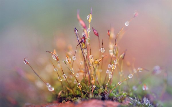 Фон для презентации Весна