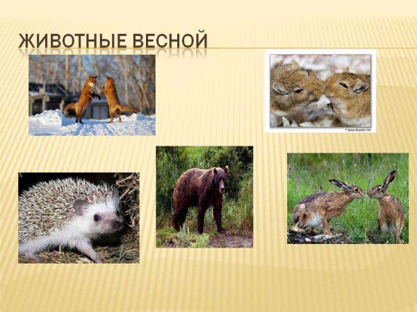 Зайчата весной