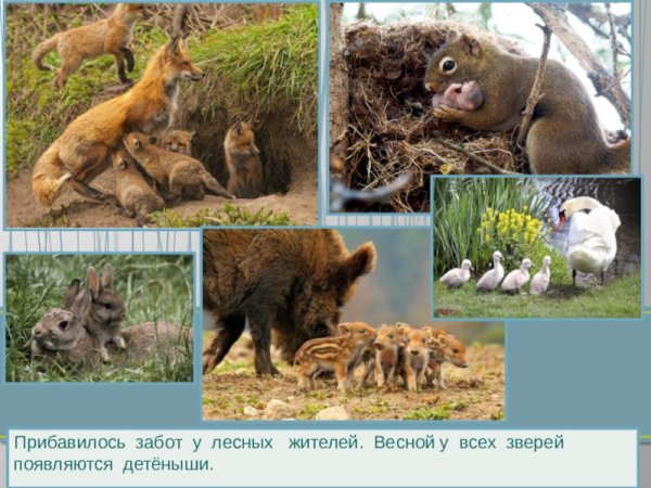 Звери весной презентация