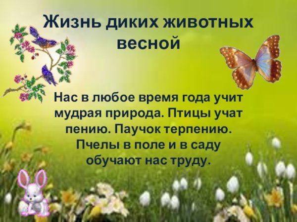Жизнь животных весной