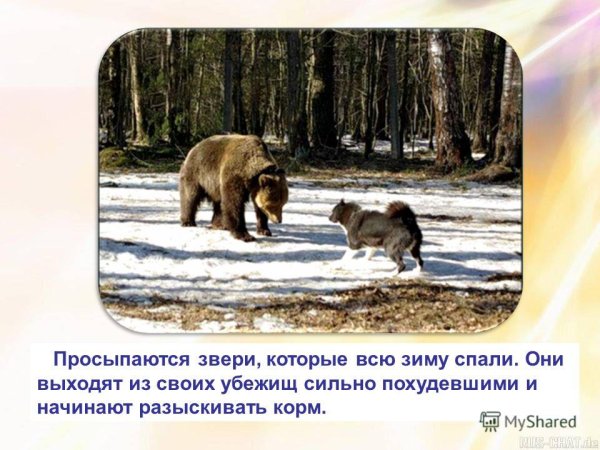 Тема недели животные весной