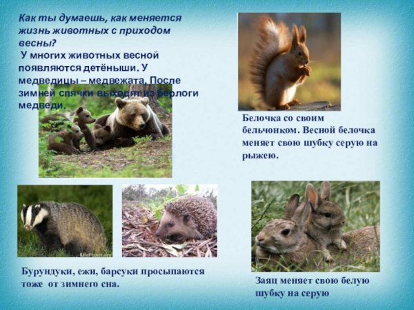 Животные весной в лесу