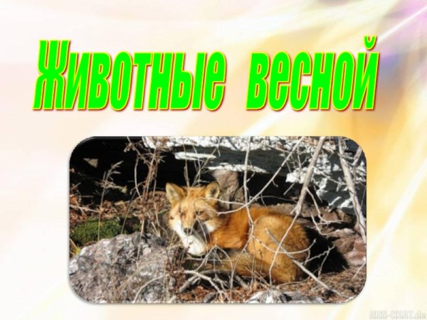Жизнь животных весной